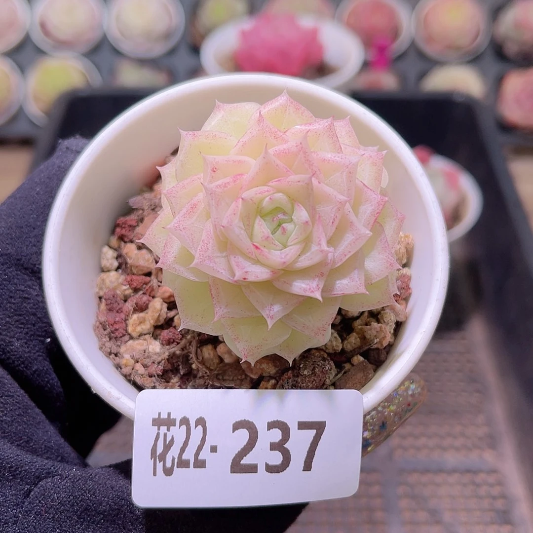 花利美22-237白天鹅