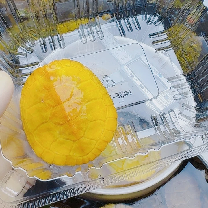 旭***阳绿毛龟母2222222222222