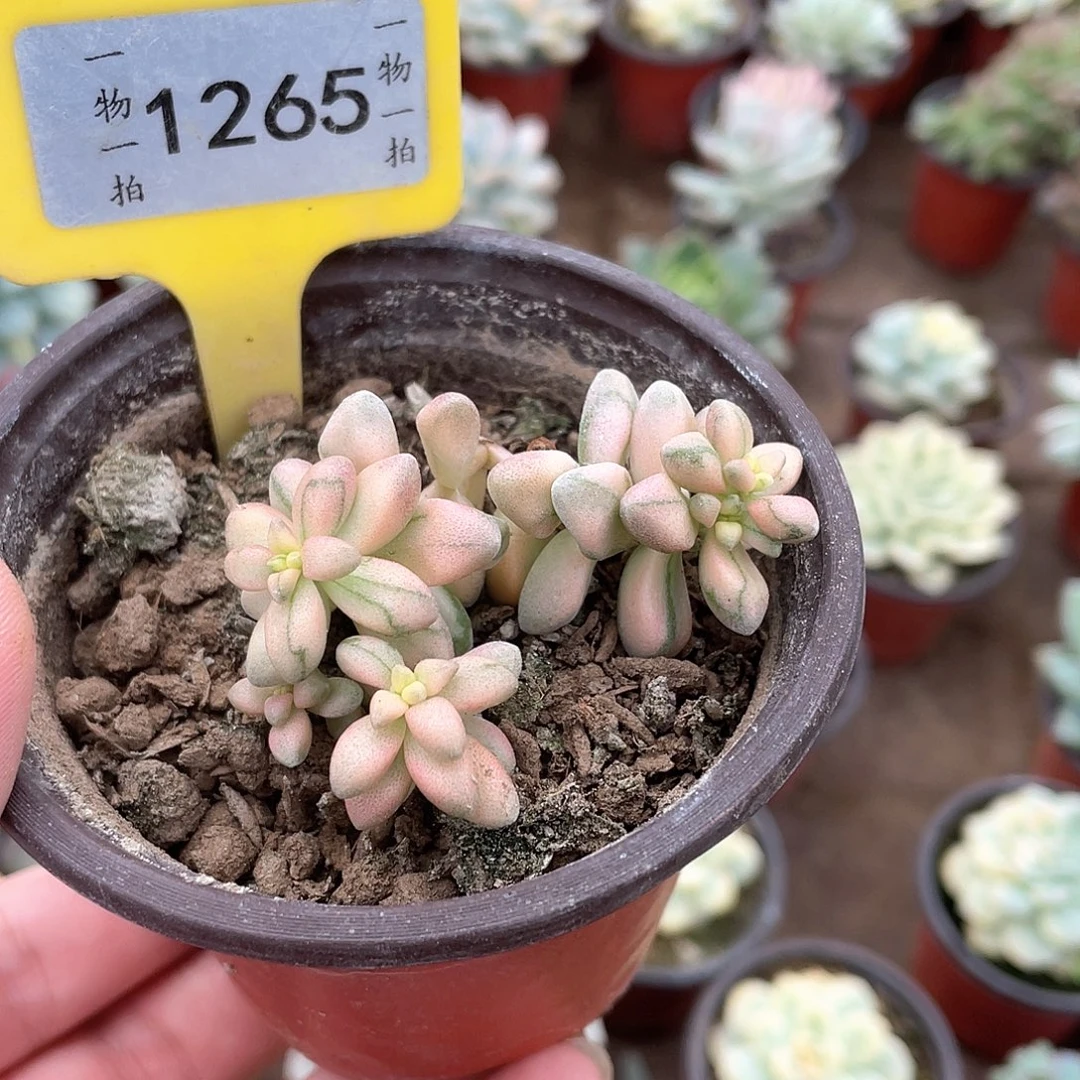 胖***柒1265号多肉植物盆栽