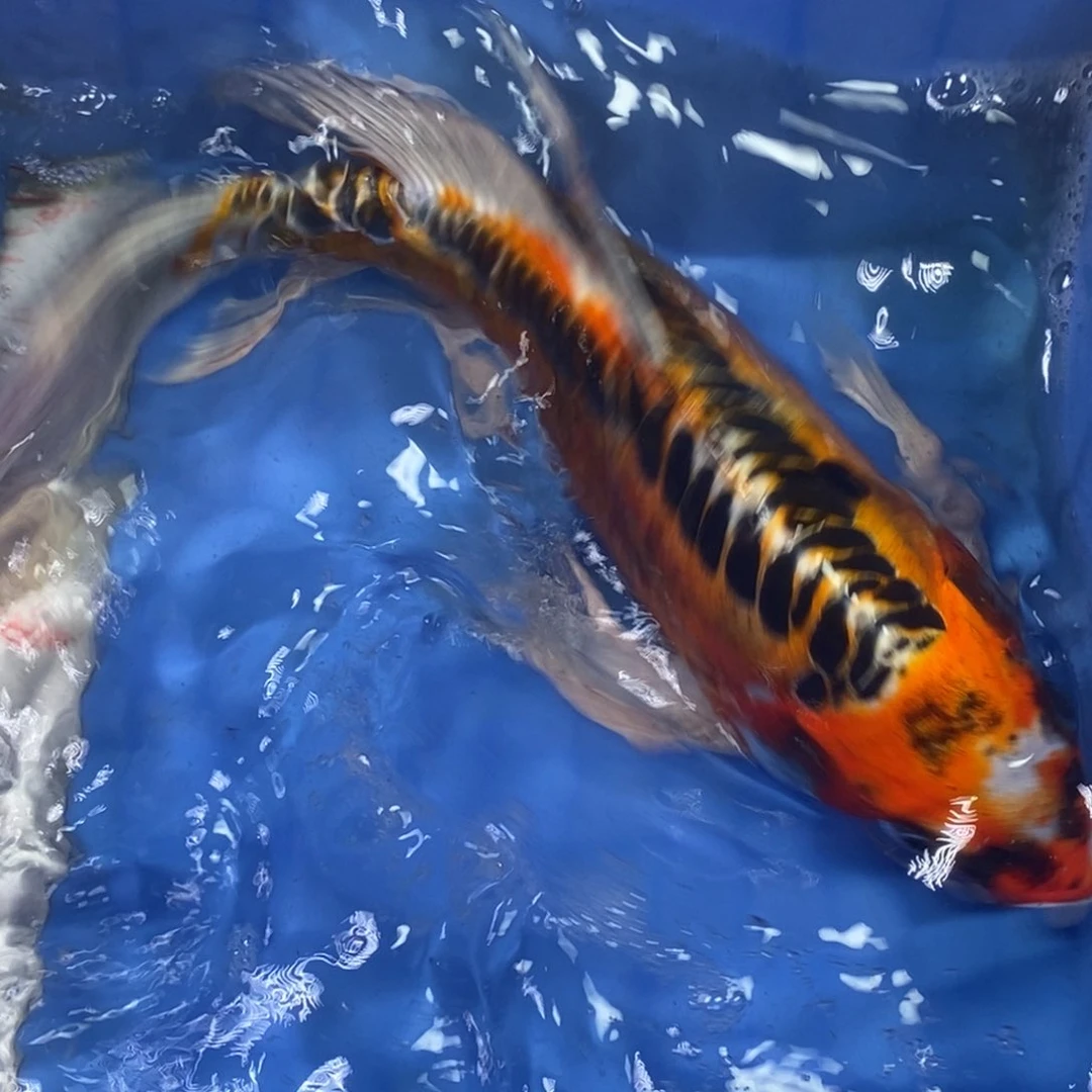 锦鲤冷水锦鲤包邮