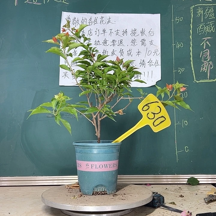 当前无花栽培后可以开花 橙桑巴  630