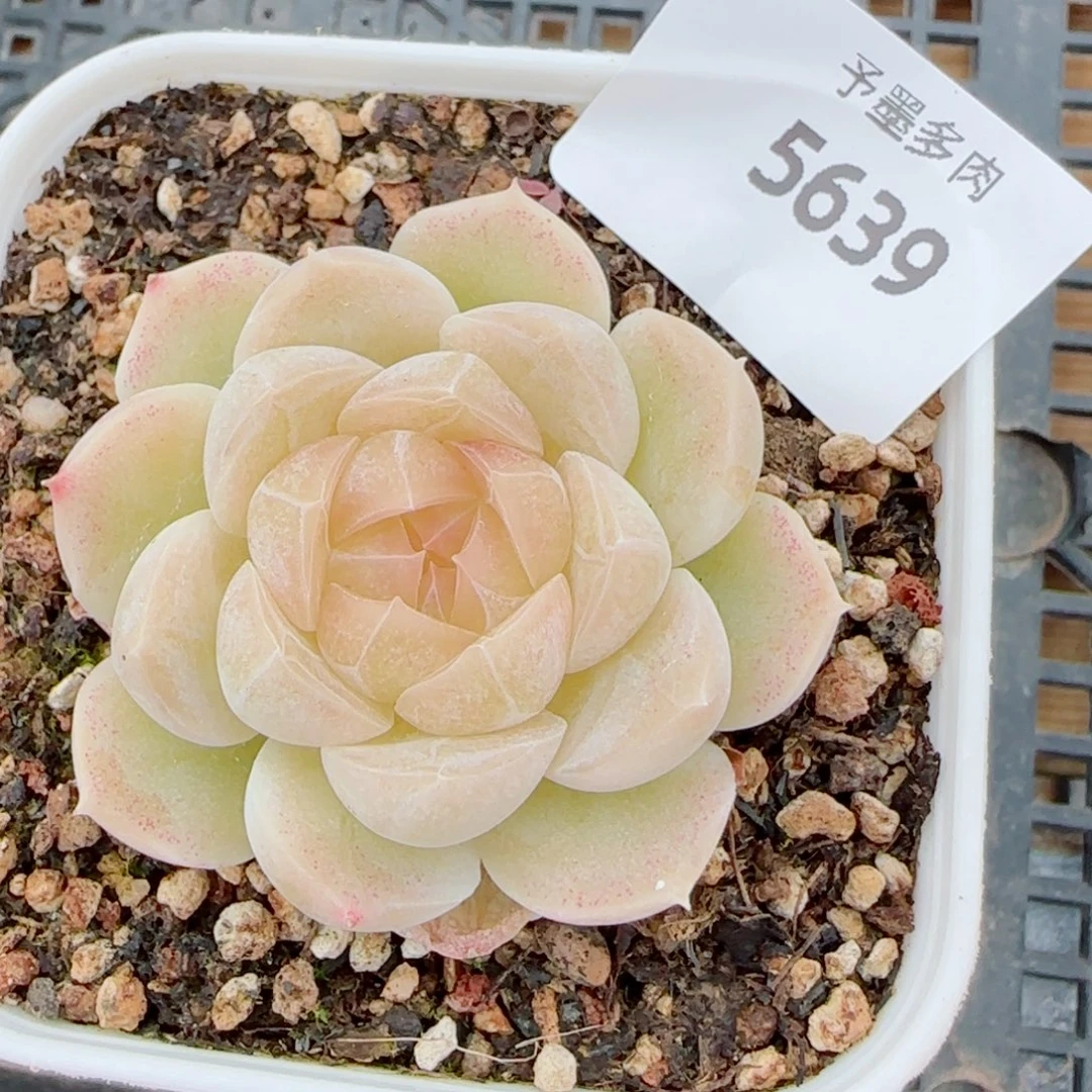 孤品珍妮，5639多肉植物
