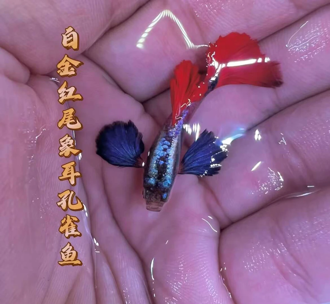 三个月鎏金背白金象耳2对4条（2条送2条备损）