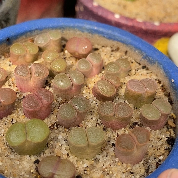 克里普兰磁铁一颗