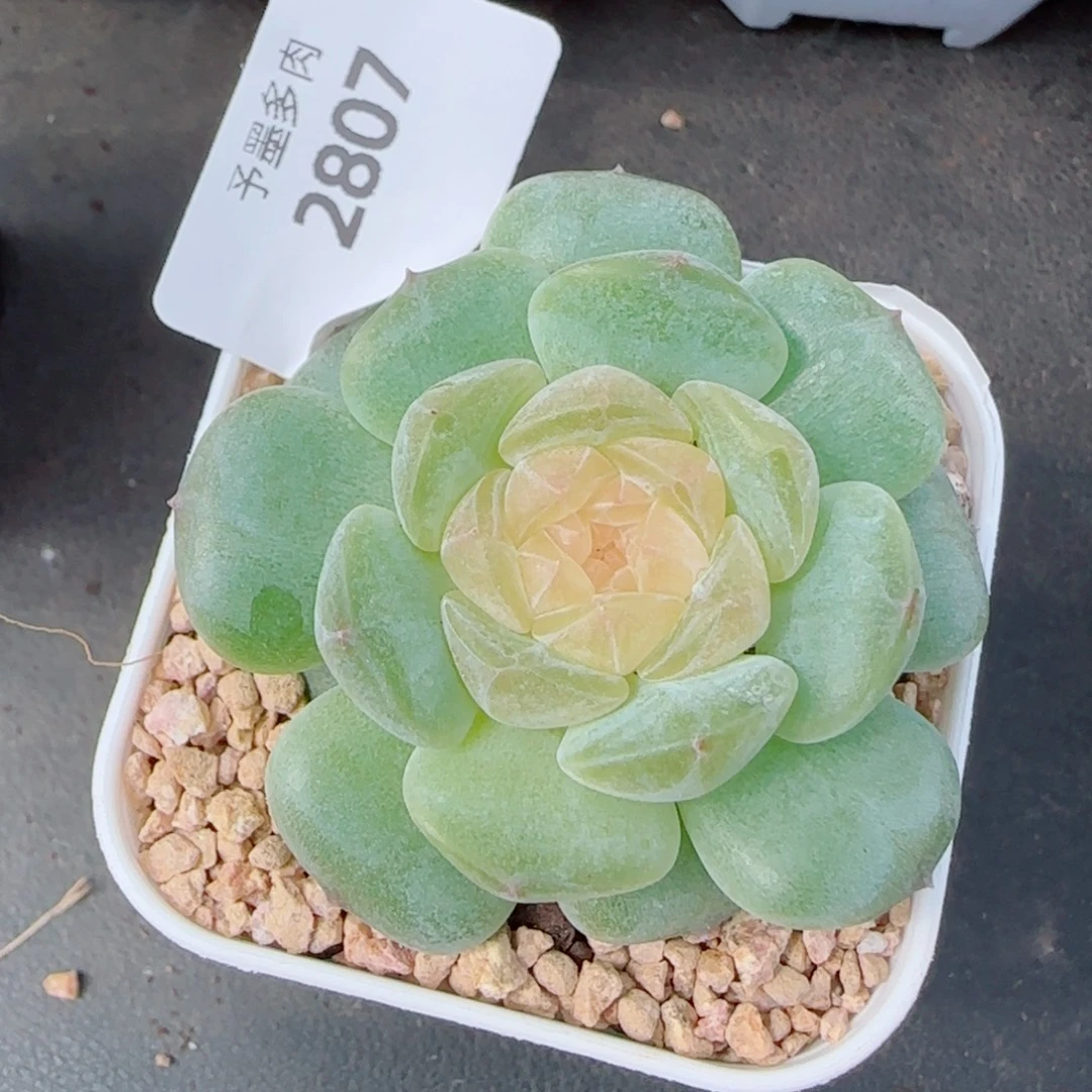 珍珠糖，2807多肉植物