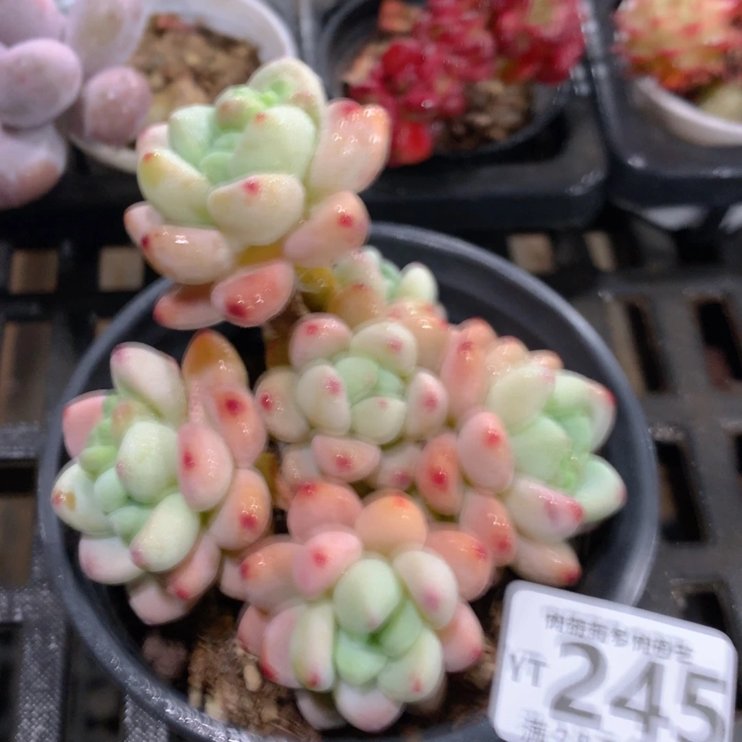 肉萌萌拇指盆精控多肉YT245