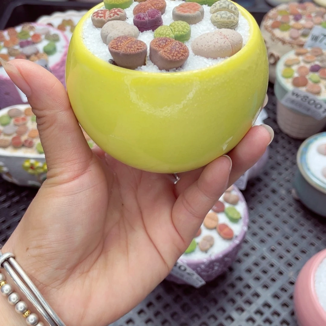 w8030 带盆土发货一物一拍