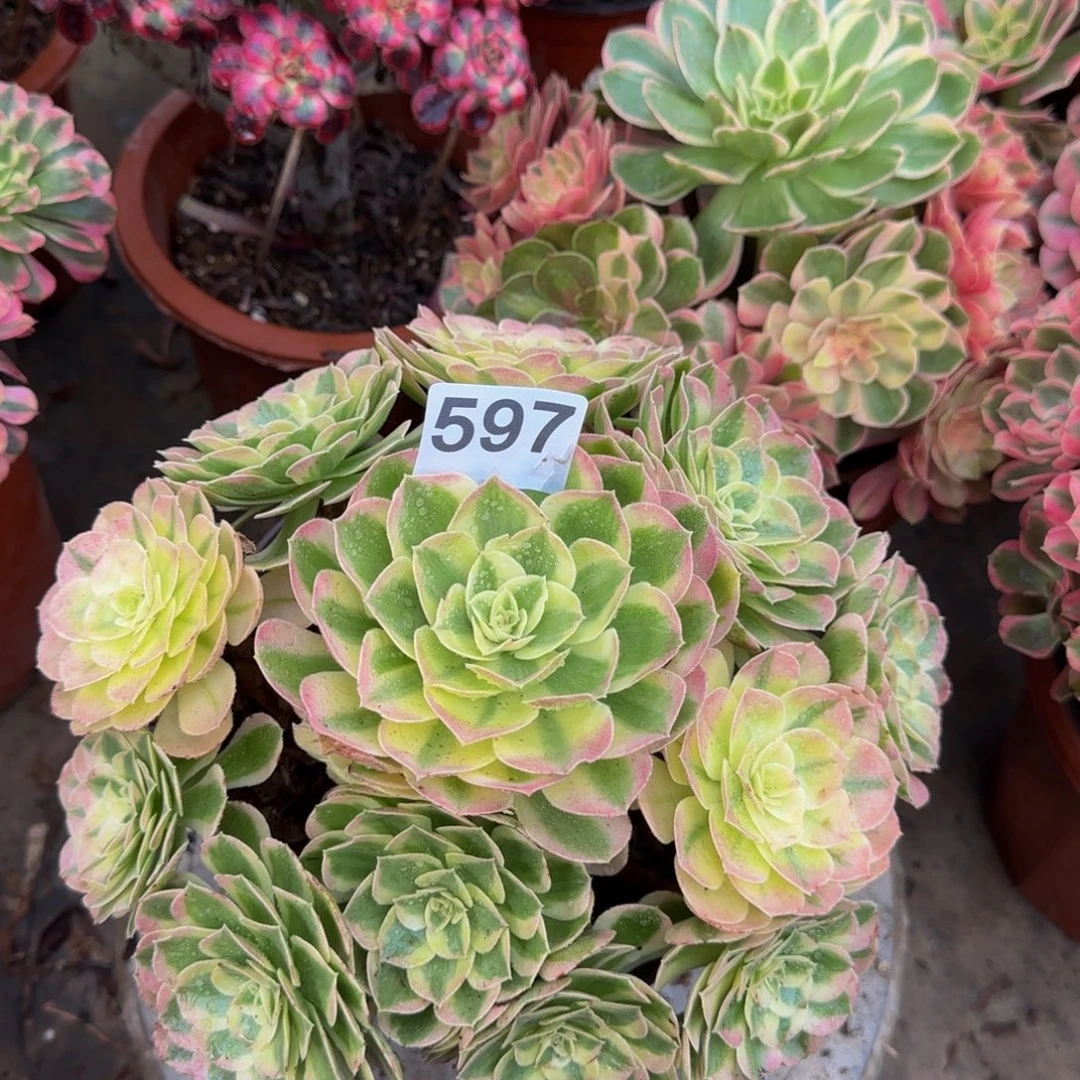 雨荷597