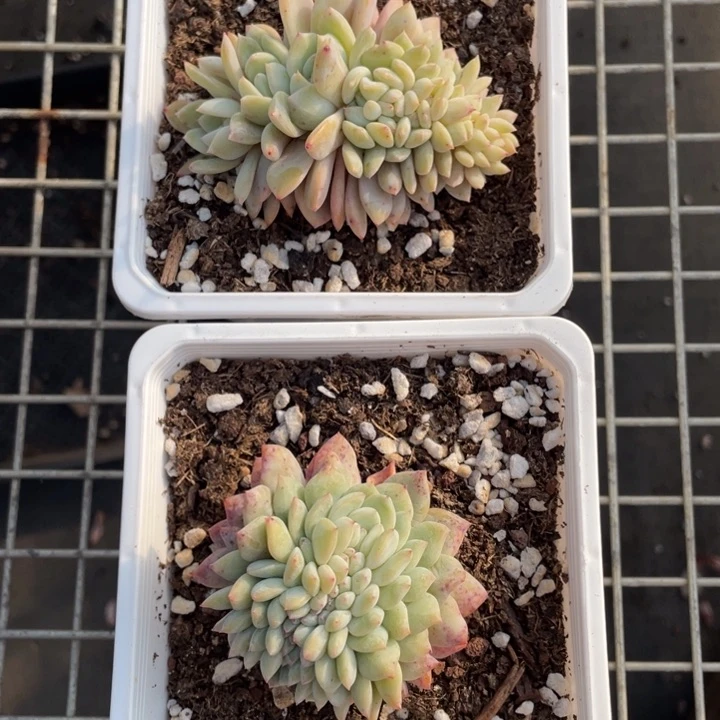 鱼***?鱼卷专拍橙梦露缀化2颗