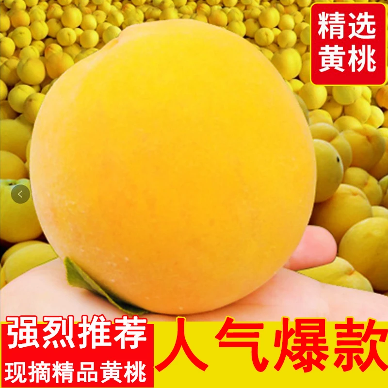 【顺丰冷链】黄桃精品锦绣黄桃水蜜桃甜桃当季孕妇水果新鲜毛桃
