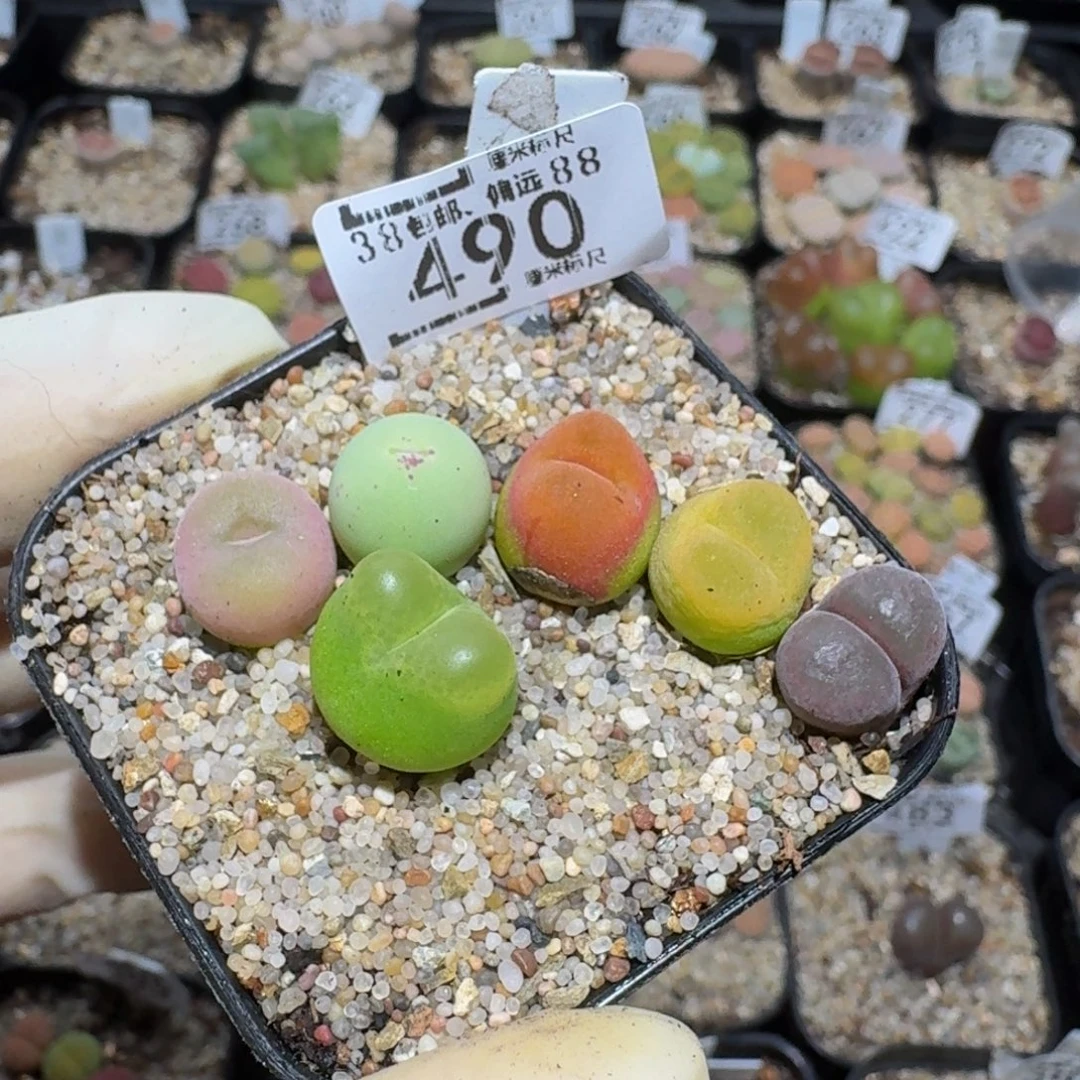 卷***_zzzz精品生石花490