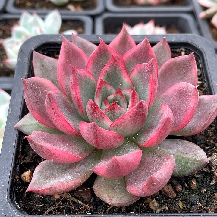 漂亮玛丽亚锦一物一拍