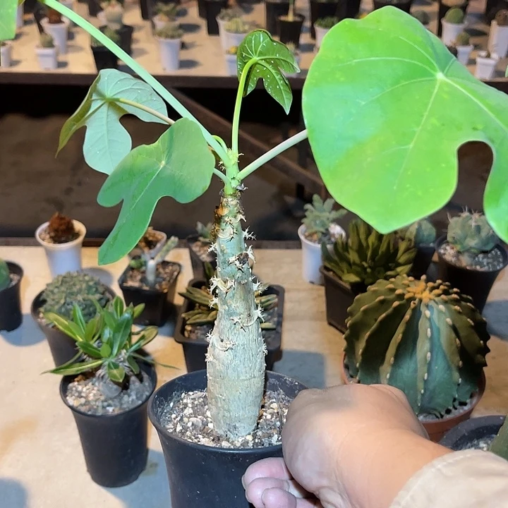 无花朵佛肚棠一物一拍的
