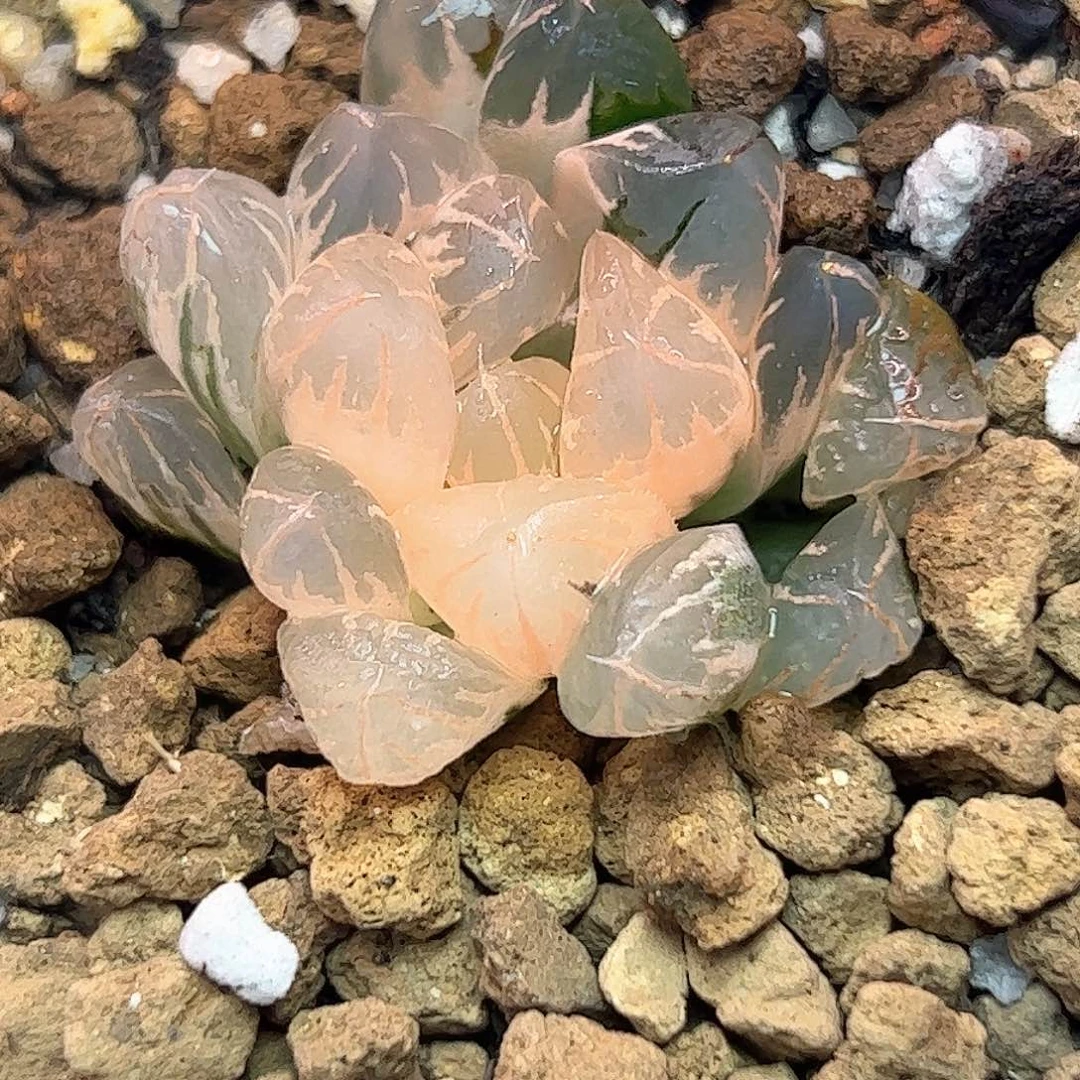 糊斑北极之光锦十二卷多肉