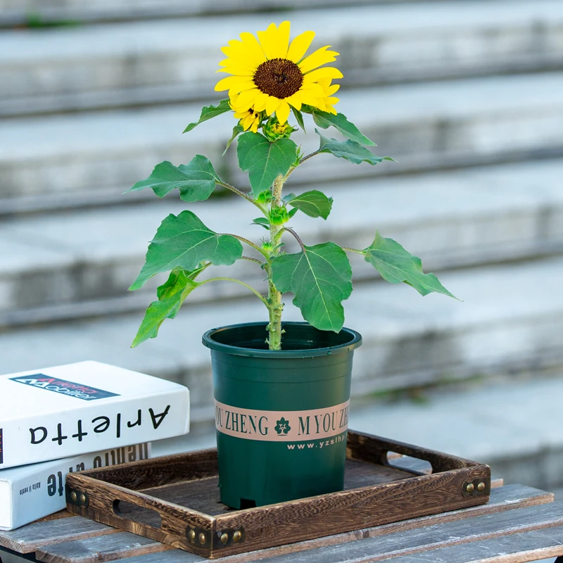 向日葵盆栽高考中考必备助力学子一举夺魁带花苞太阳花开花植物