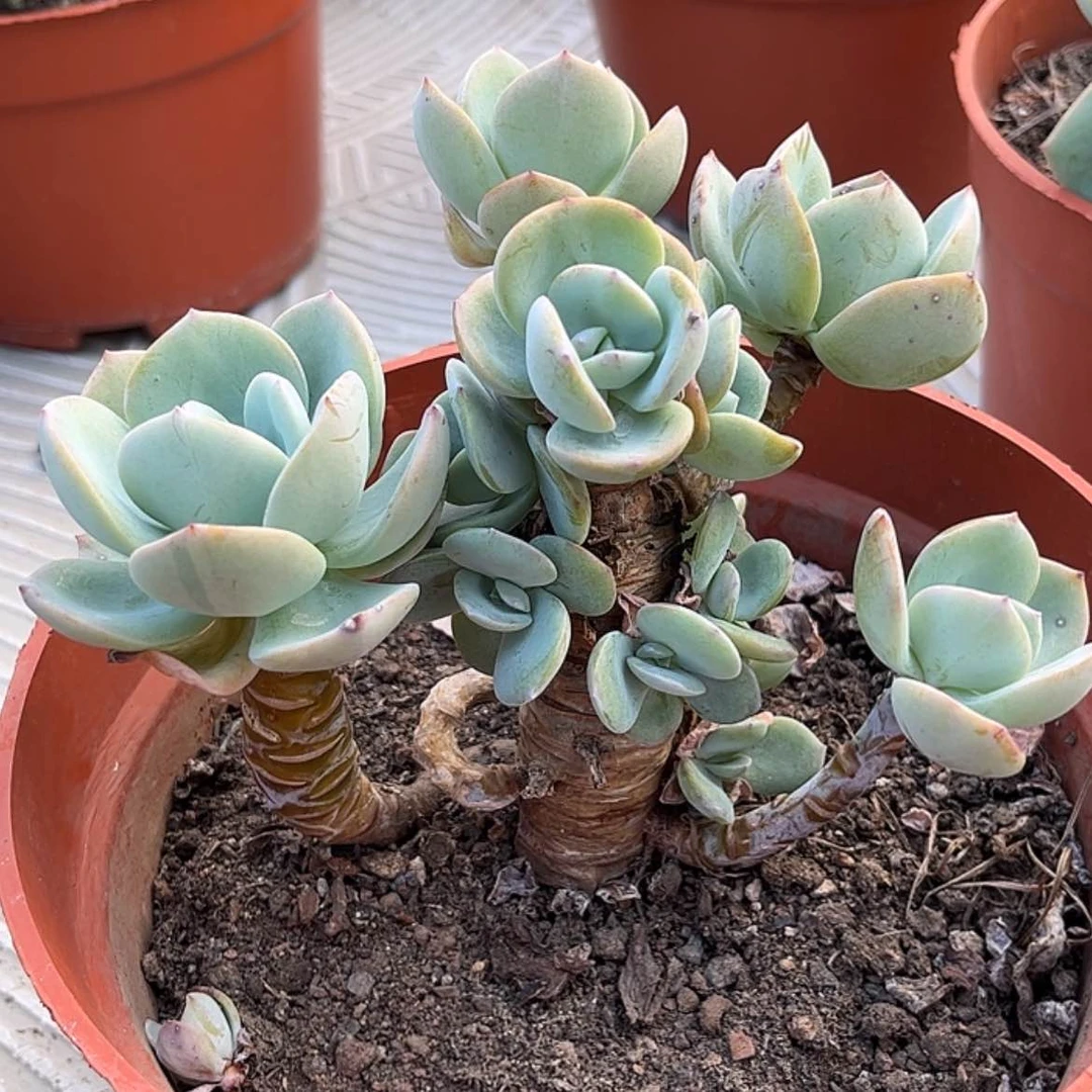 【闪购商品】无花朵拥**活