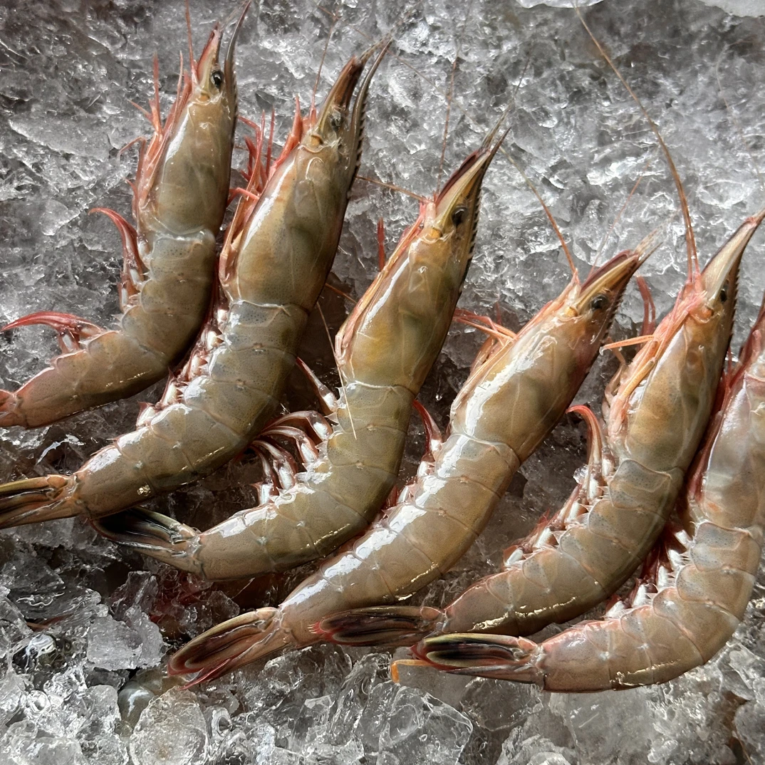 中号野生滑皮虾顺丰冷链包邮