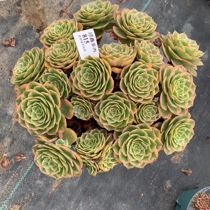 815粉花妖多肉植物特价