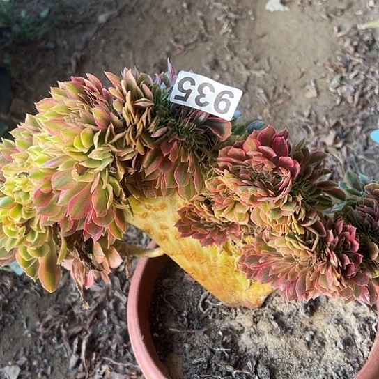 六***爷多肉植物一个斑斓935