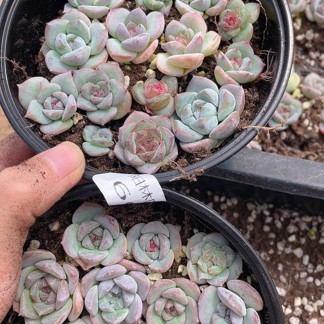 所****多肉植物多肉植物660
