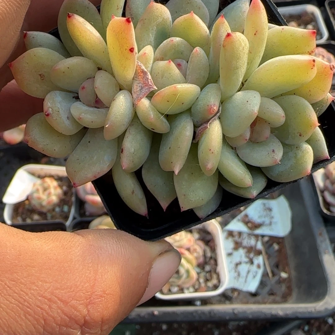 多肉小卡拉米糖心一物一拍