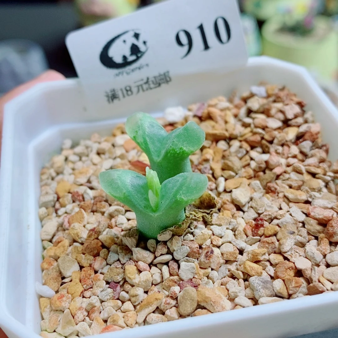 P***0生石花花花花开了910