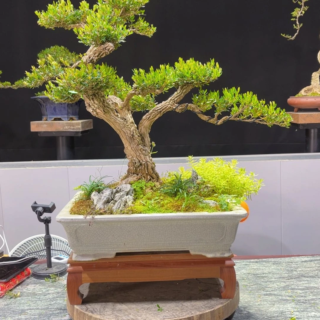 四季常青老桩黄杨盆景