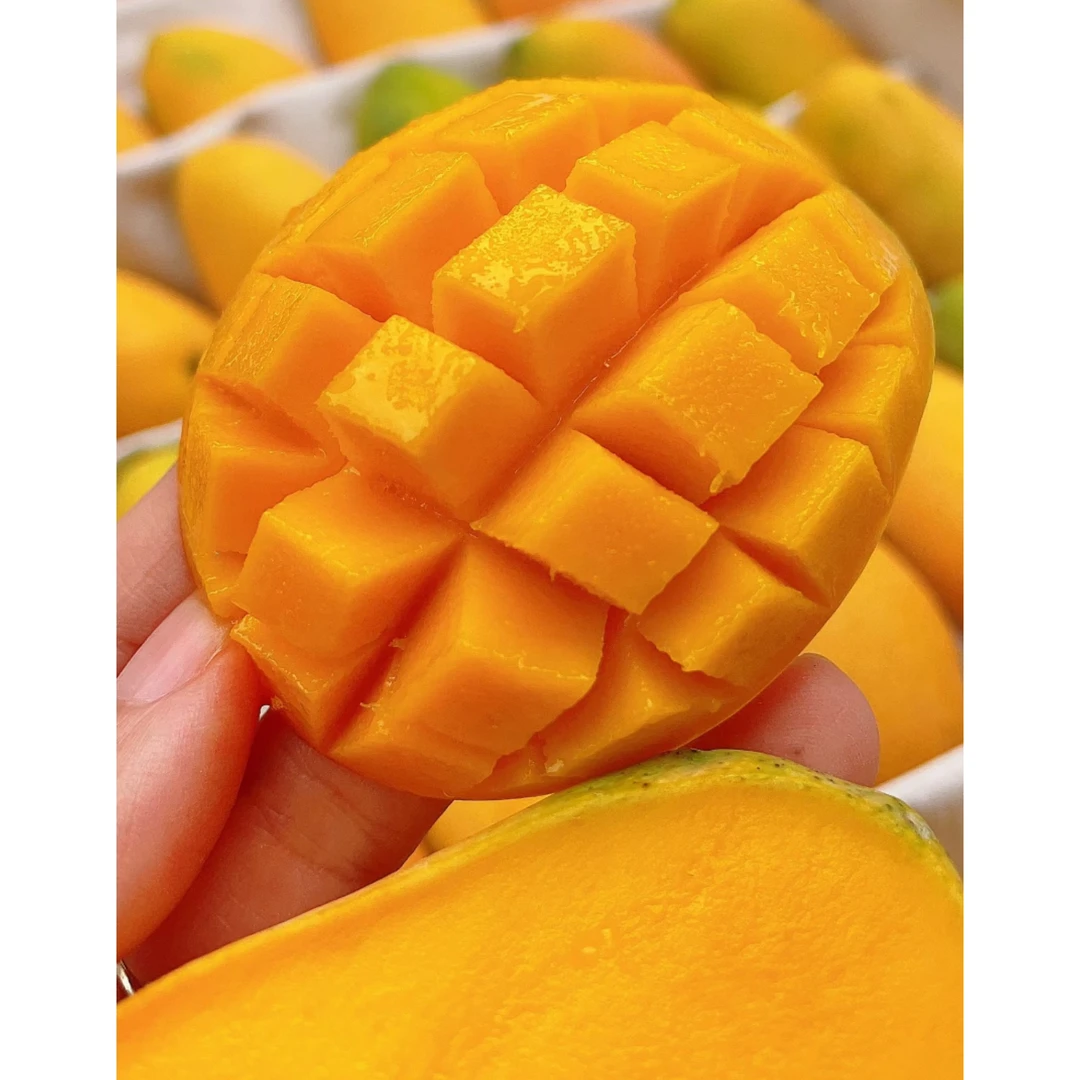 【海南小苔芒】经典纯甜口感  肉厚小弧 净重2.8斤左右