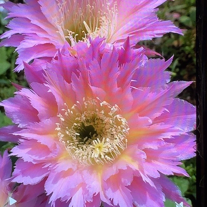 紫薇星侧芽5公分左右毛花柱（20包邮）