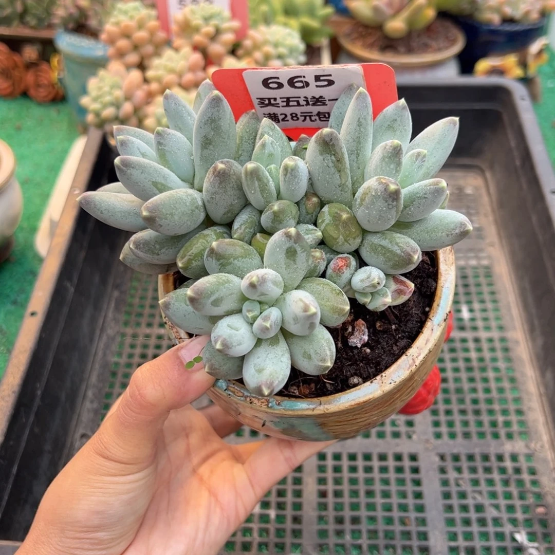 表妹精品多肉植物665.
