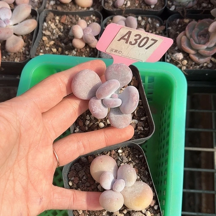 旧****?x b x z xc cv j 307