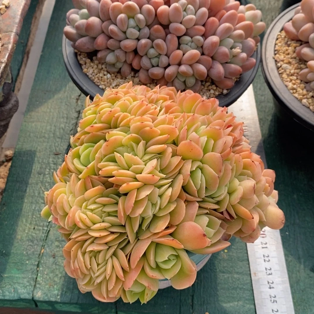 心娜塔缀化，1234567894