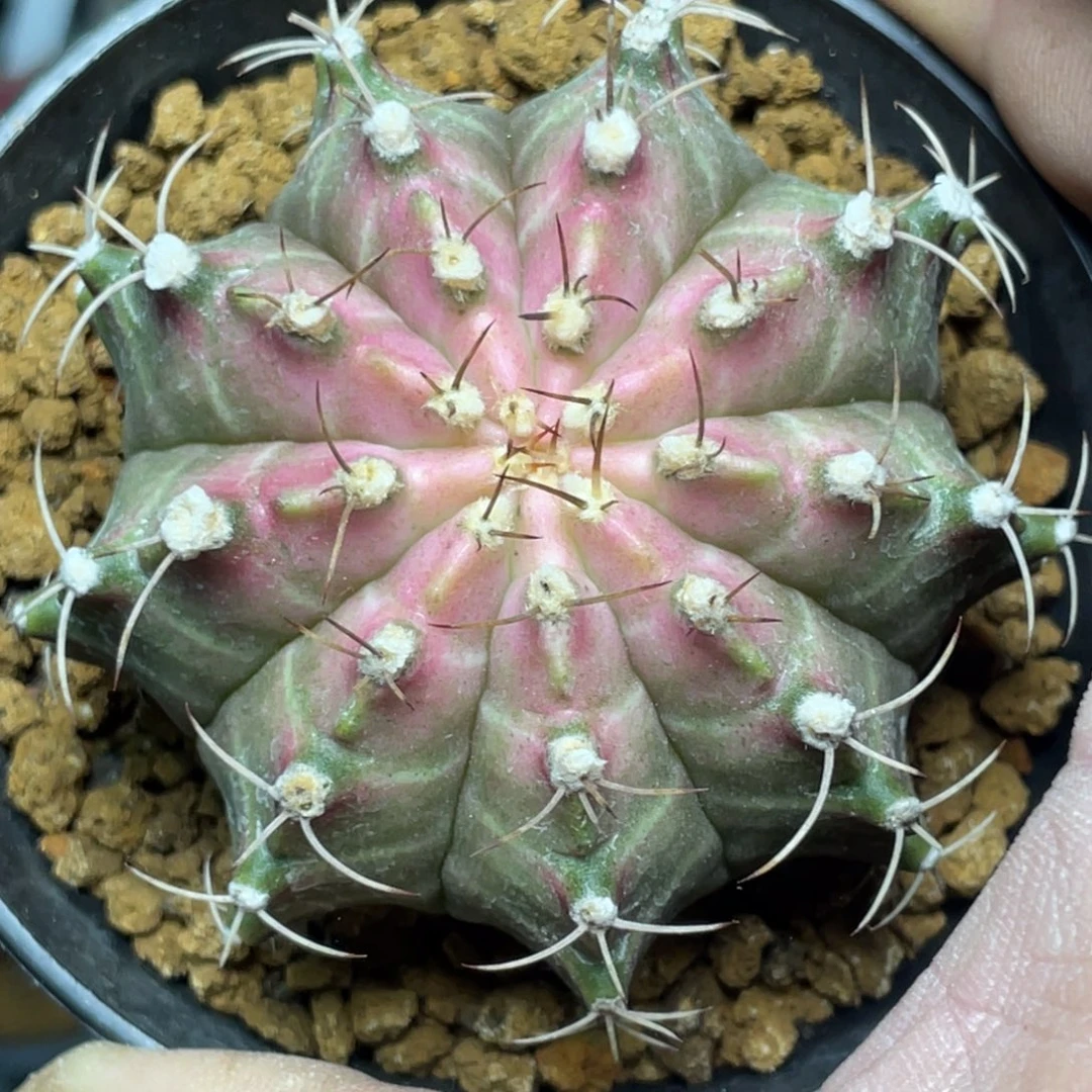 当前无花朵，栽培后可花朵粉白轮回