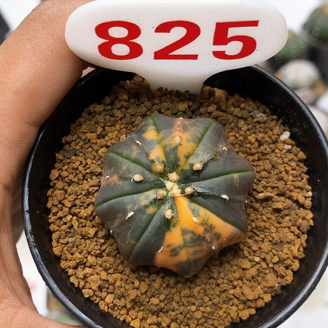 825海星锦福利特价咯