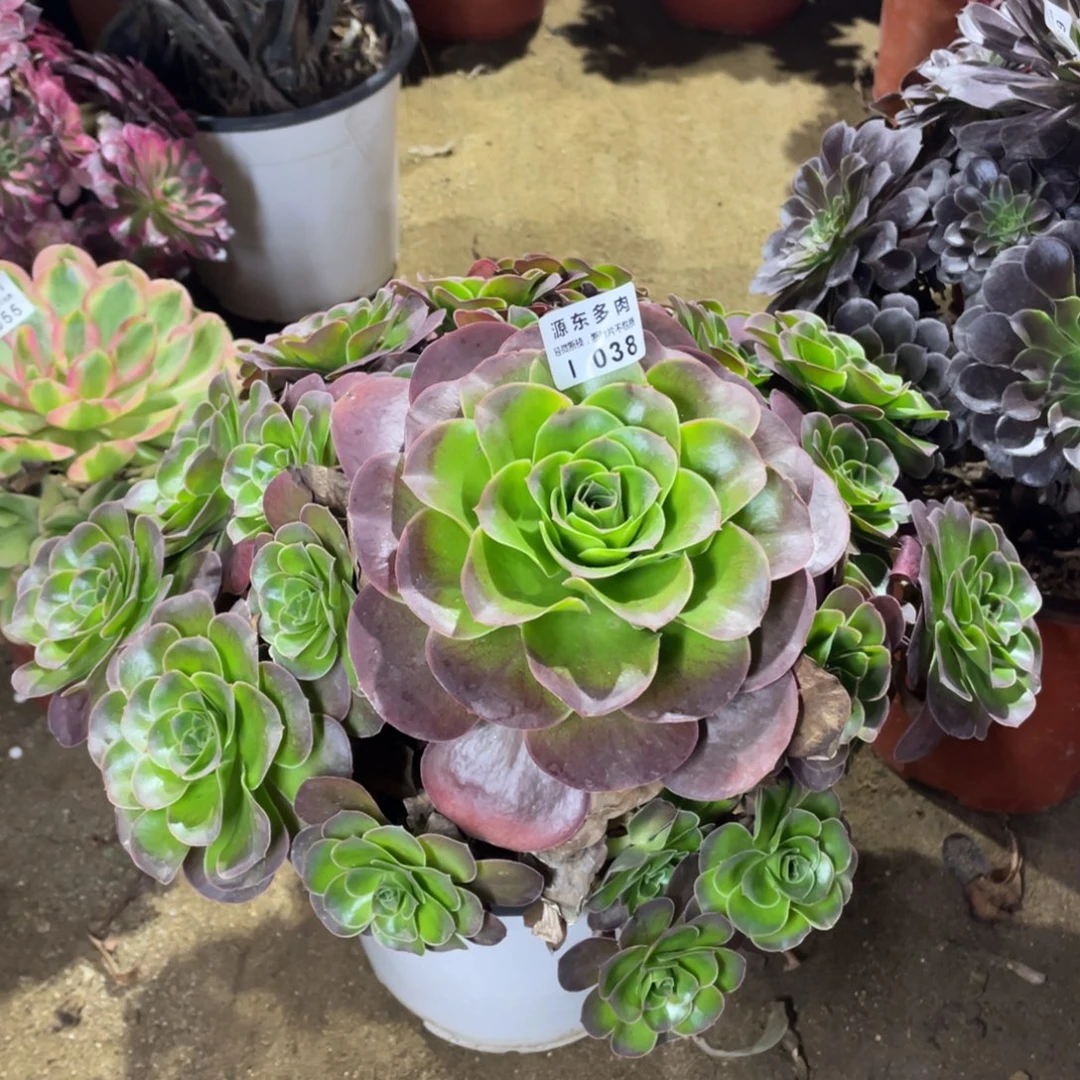 038魅金玫瑰多肉法师断枝不包