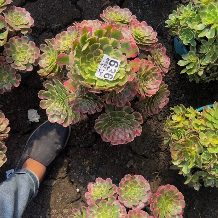 霁月花25-46包邮花花