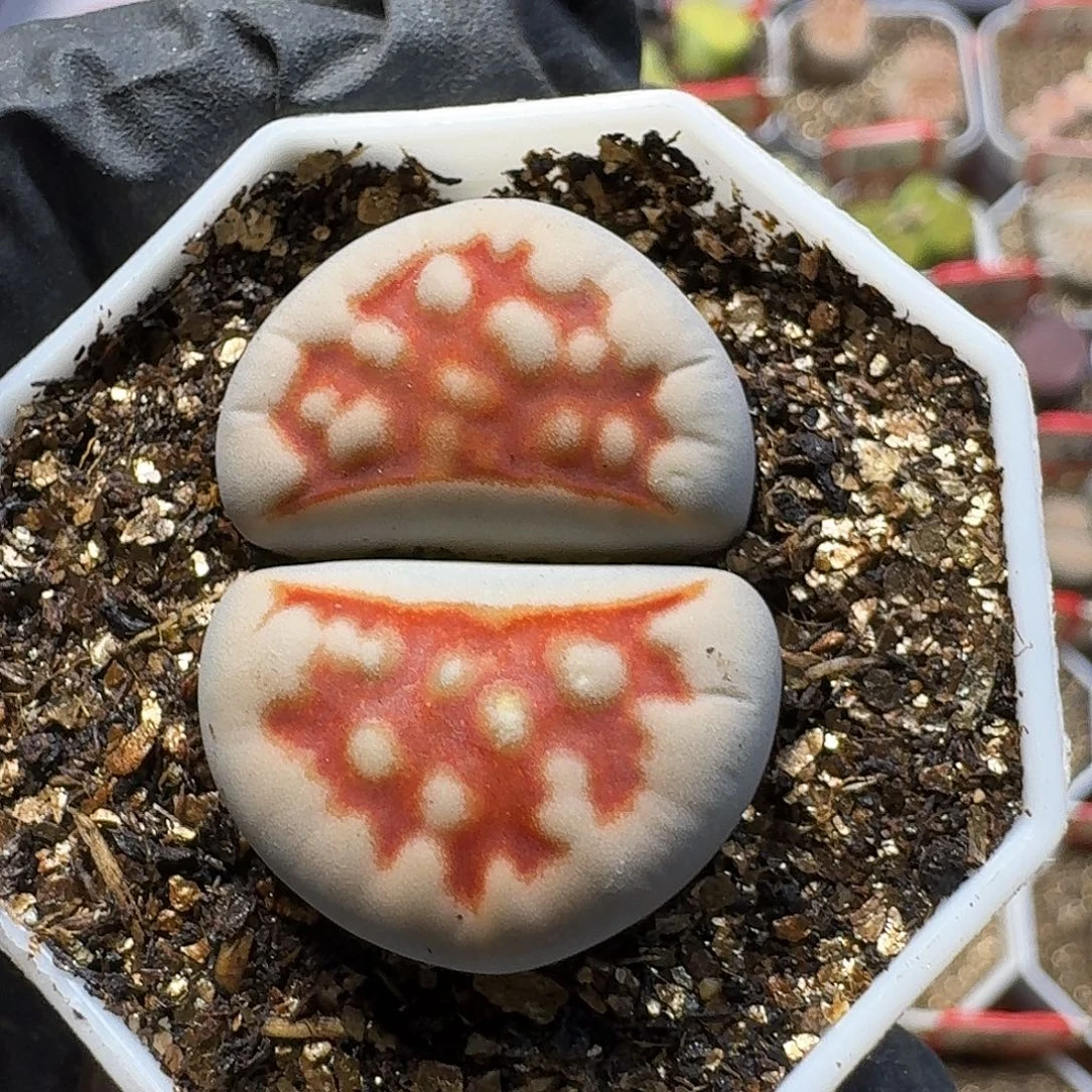 生石花22///。  117