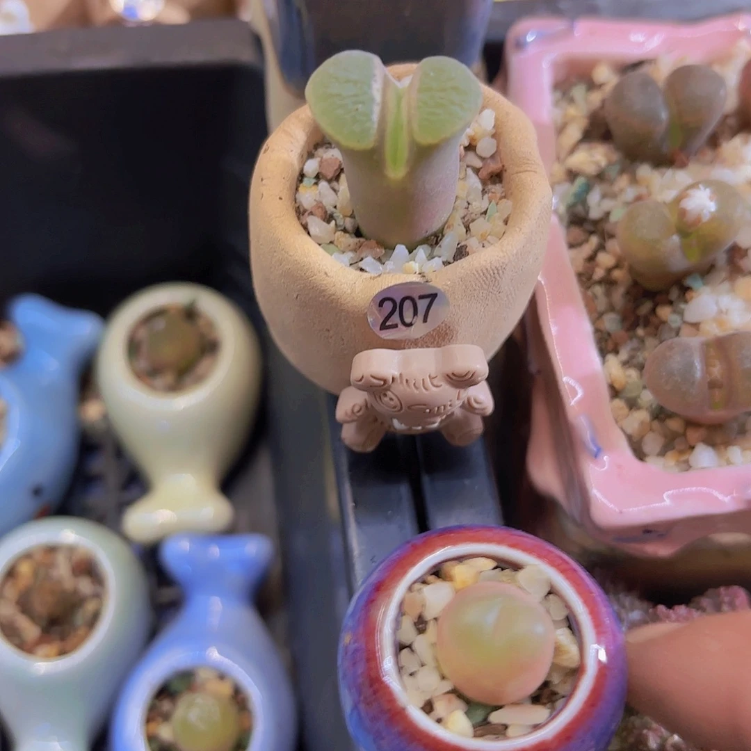 207风铃一物一拍111
