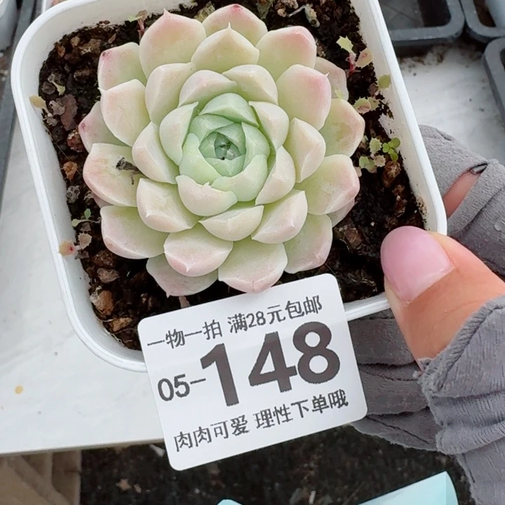 白月影无盆土发货多