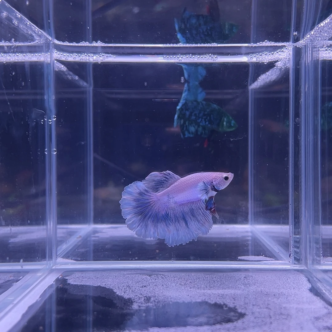 斗鱼可博泰斗092509