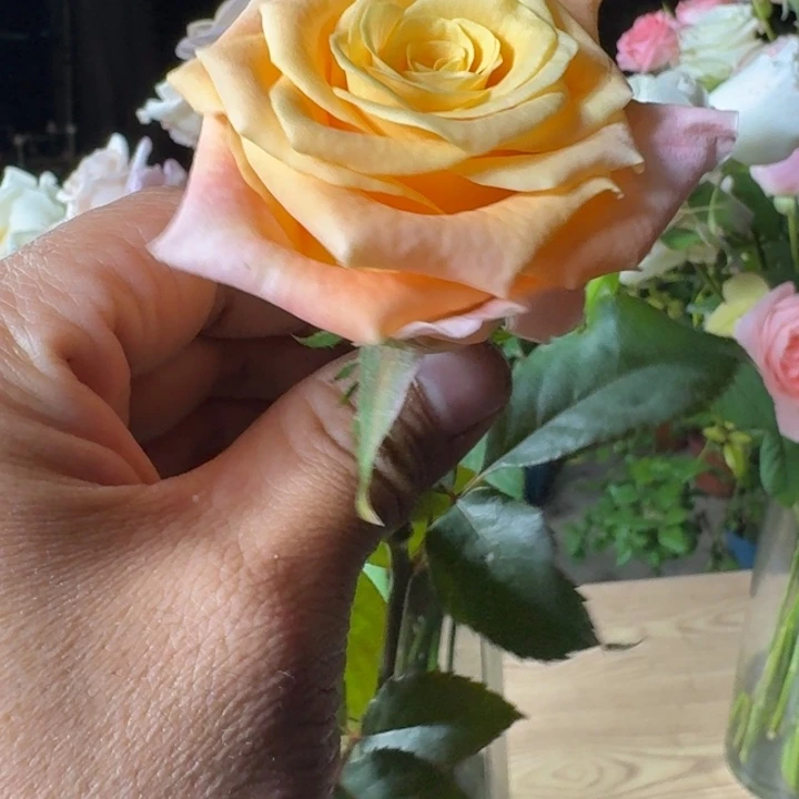 无花朵柠檬奶茶中苗