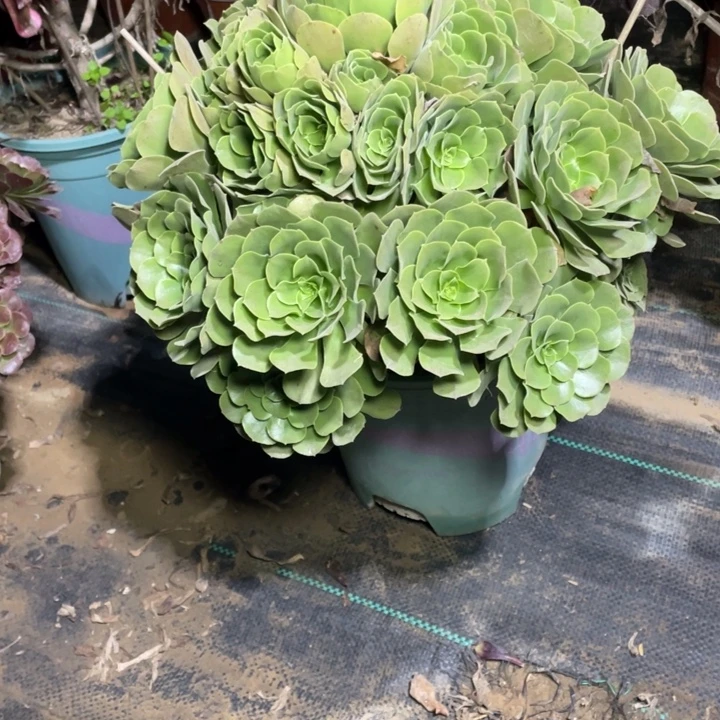 29绿柠檬多肉植物多肉