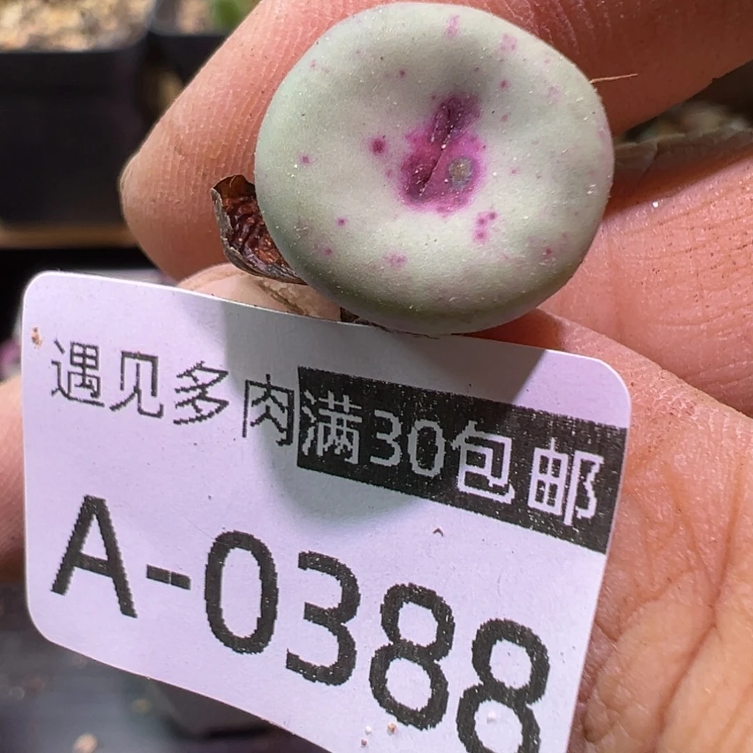 多肉植物11111111111