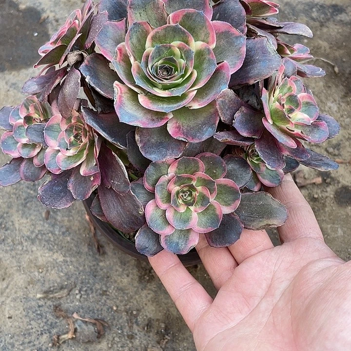 808纳福多肉植物法师