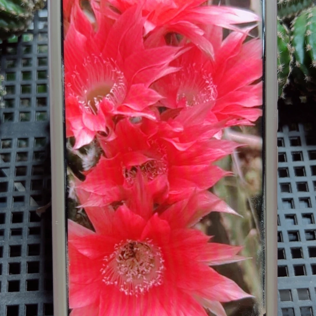 下54金刚暖阳歪无根侧芽4公分左右20包邮