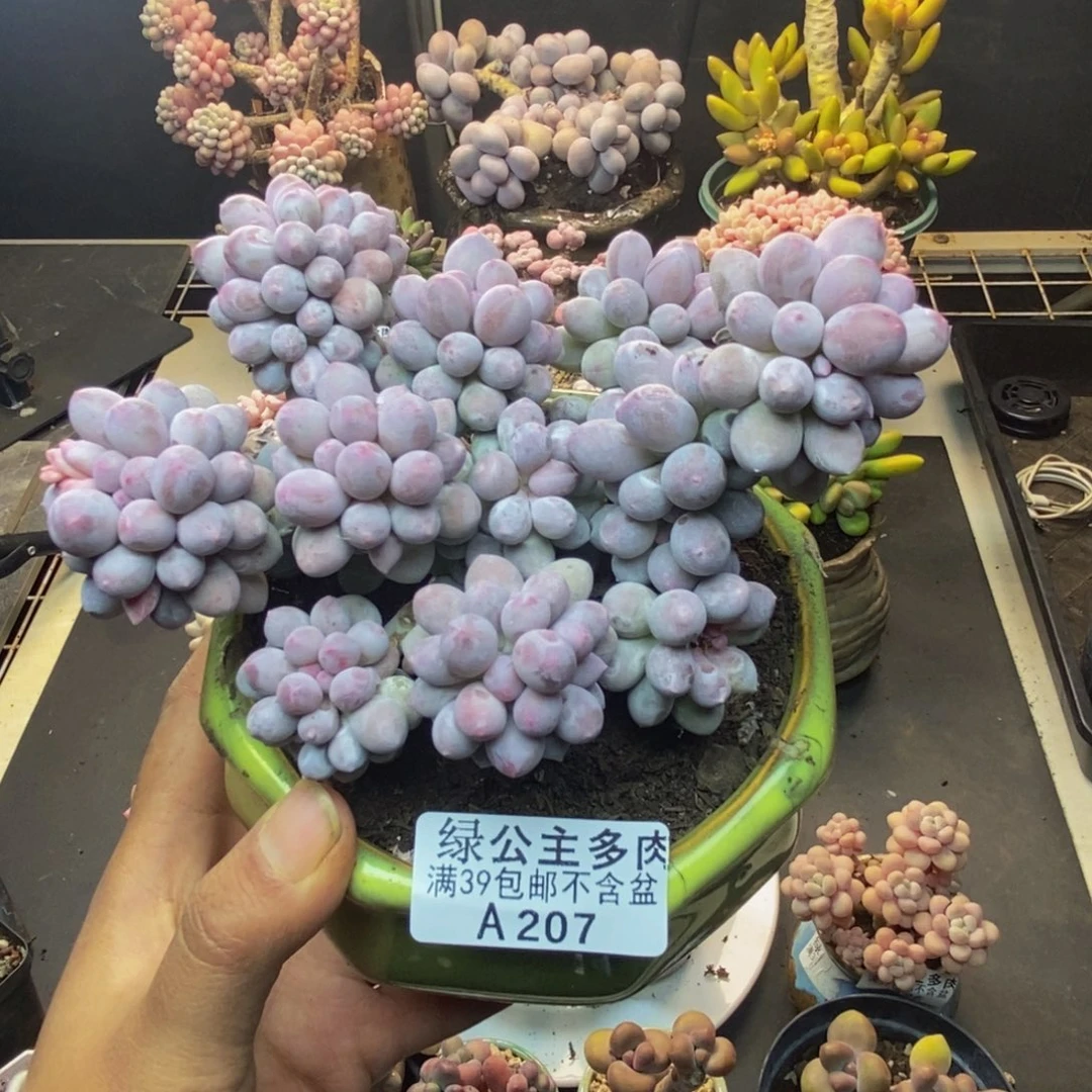 207香水手指奶多肉10c m