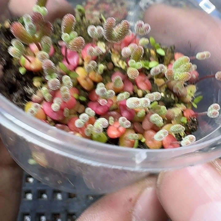 147 多肉植物多肉植物