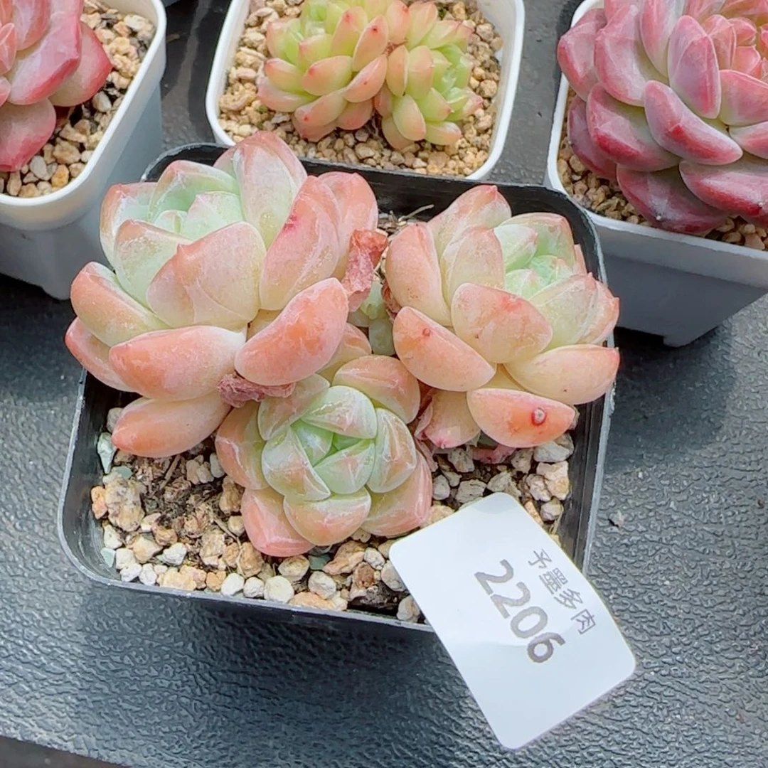 噗****厚梦无砍，2206多肉植物