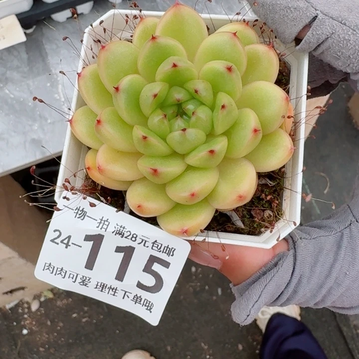 莱拉多肉无盆土发货无盆土