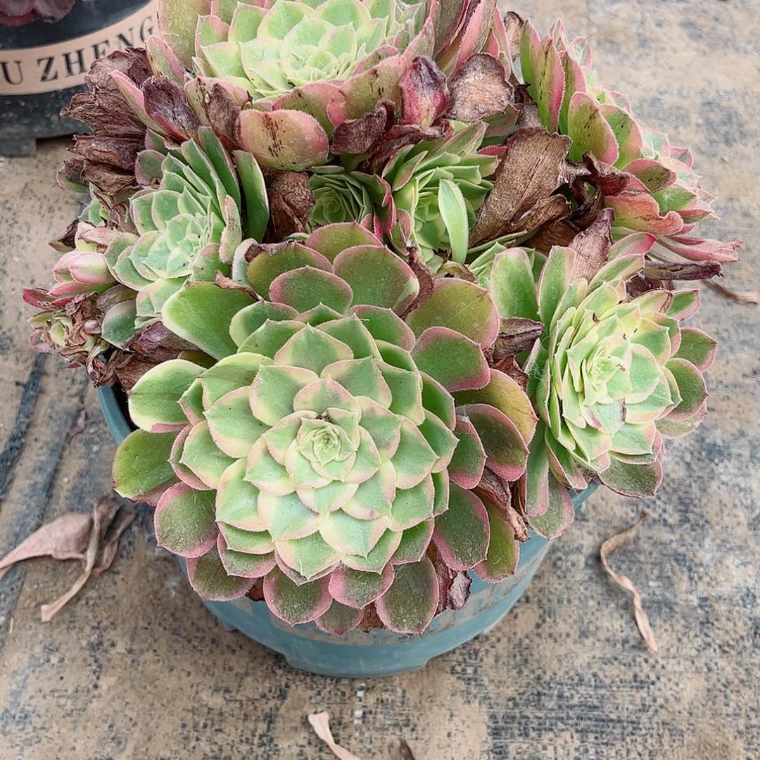 无花朵多肉植物西026